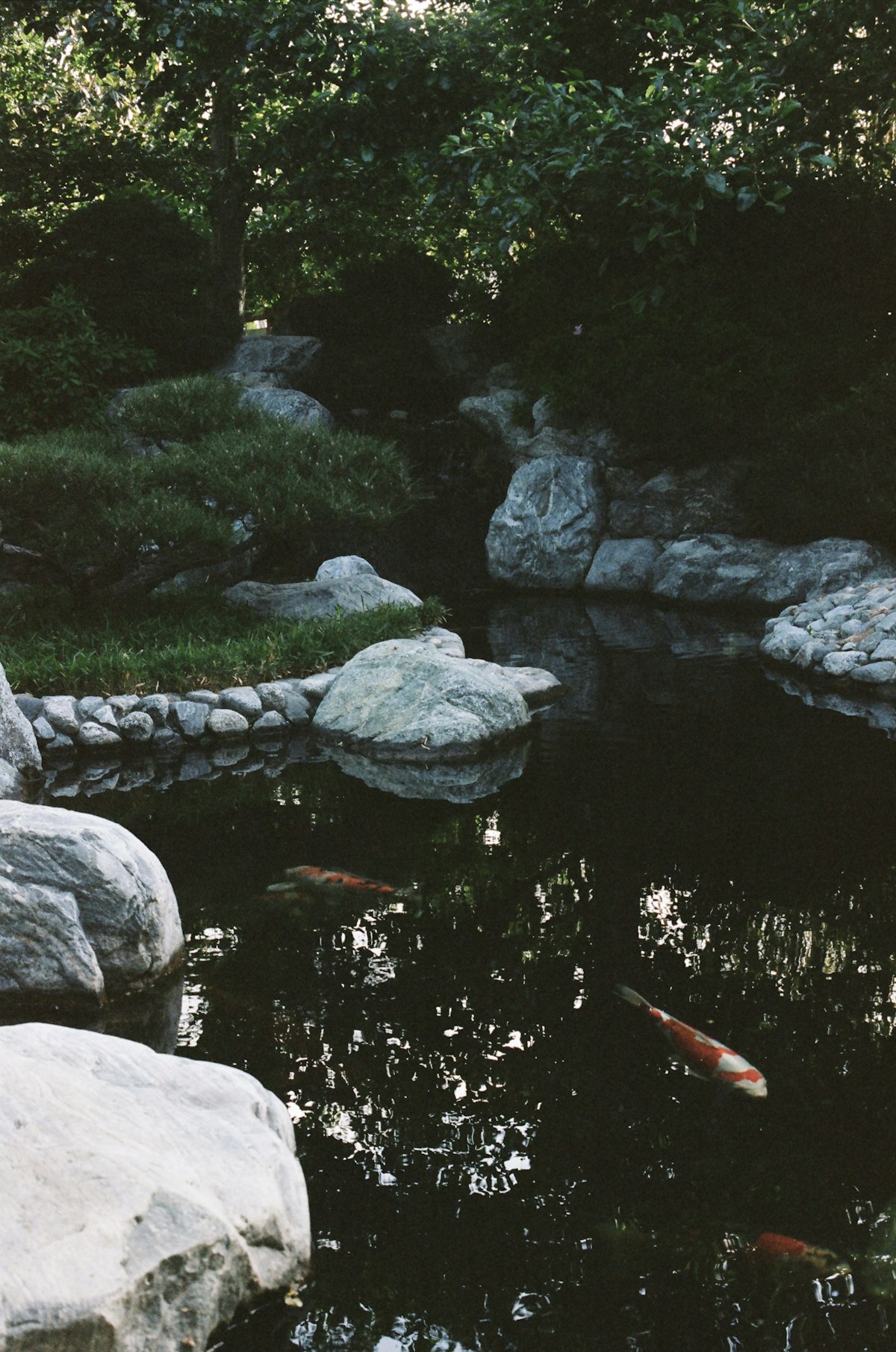 Koi ecosystem pond